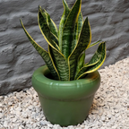 Planter 'PIERRE' Matte Moss