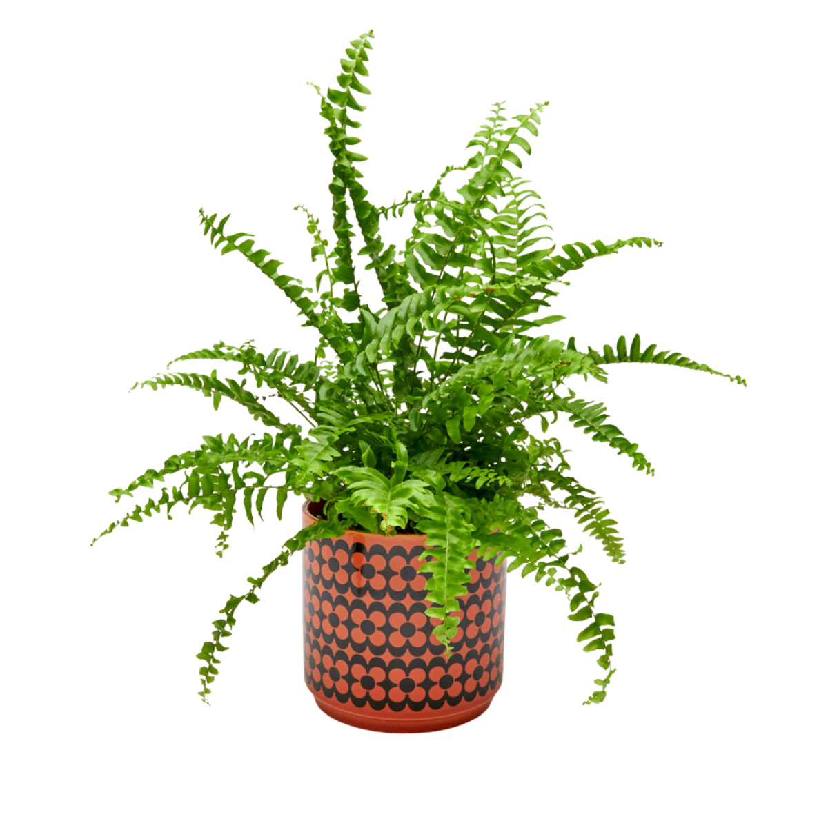 Magpie X Hornsea Medium Planty - Plant Pot Repeat Flower