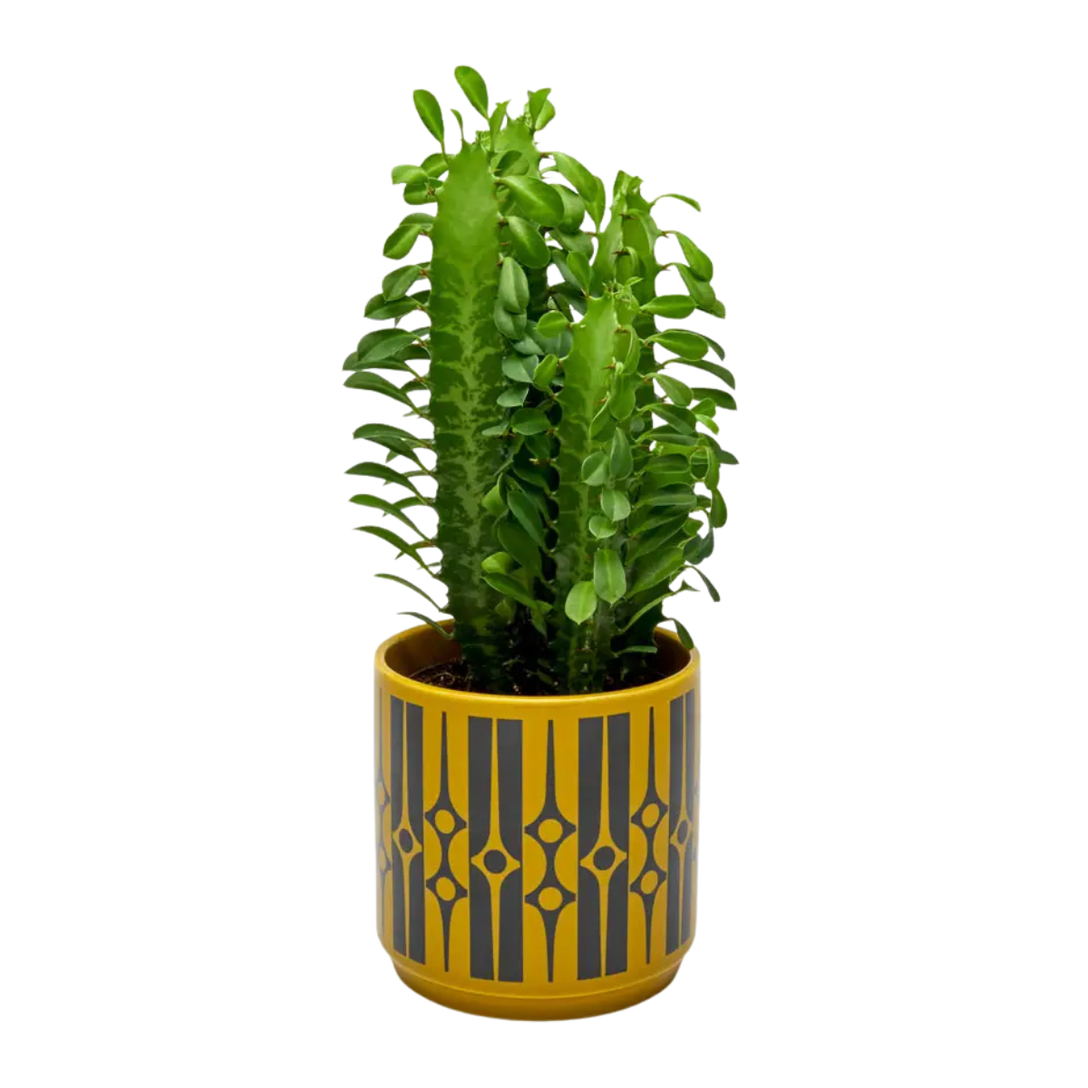Magpie X Hornsea Medium Planty - Plant Pot Geo Chartreuse